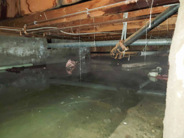 Best Flood damage cleanup  in San Luis, AZ
