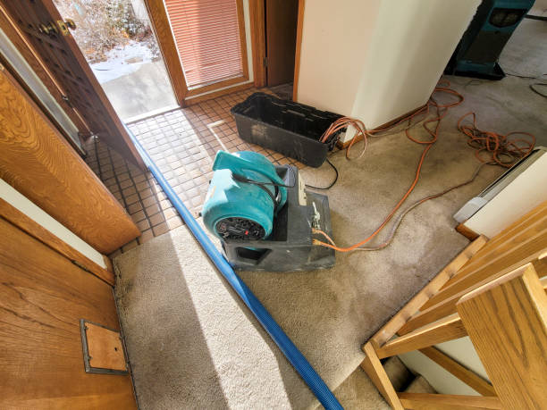Best Mold removal after water damage  in San Luis, AZ